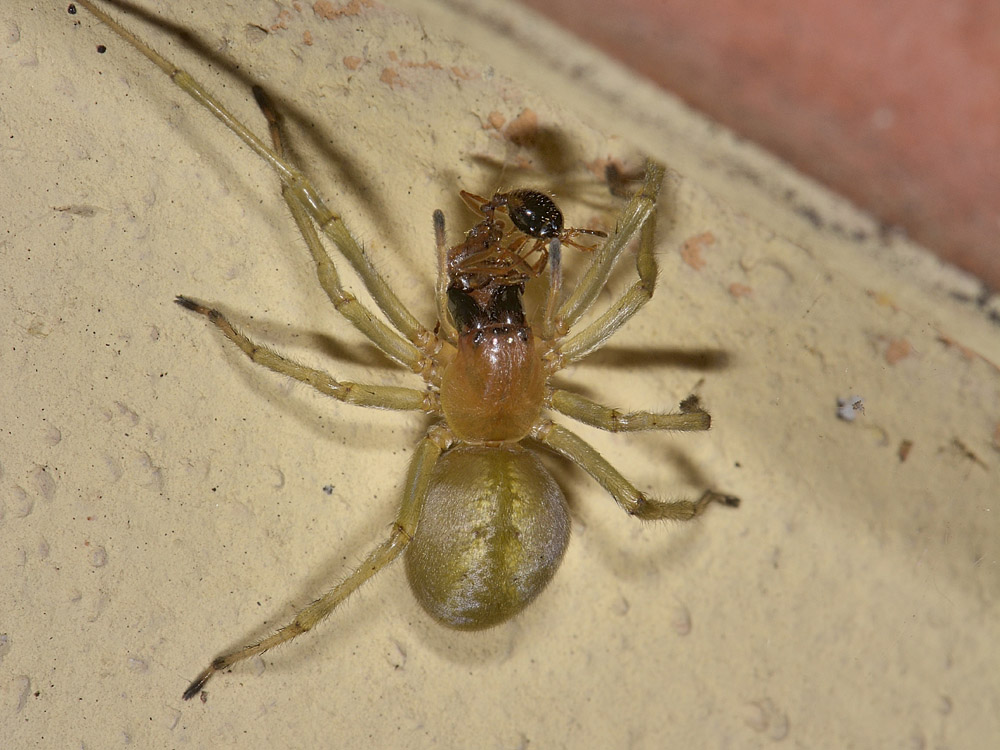 Cheiracanthium sp. - Borrello (CH)